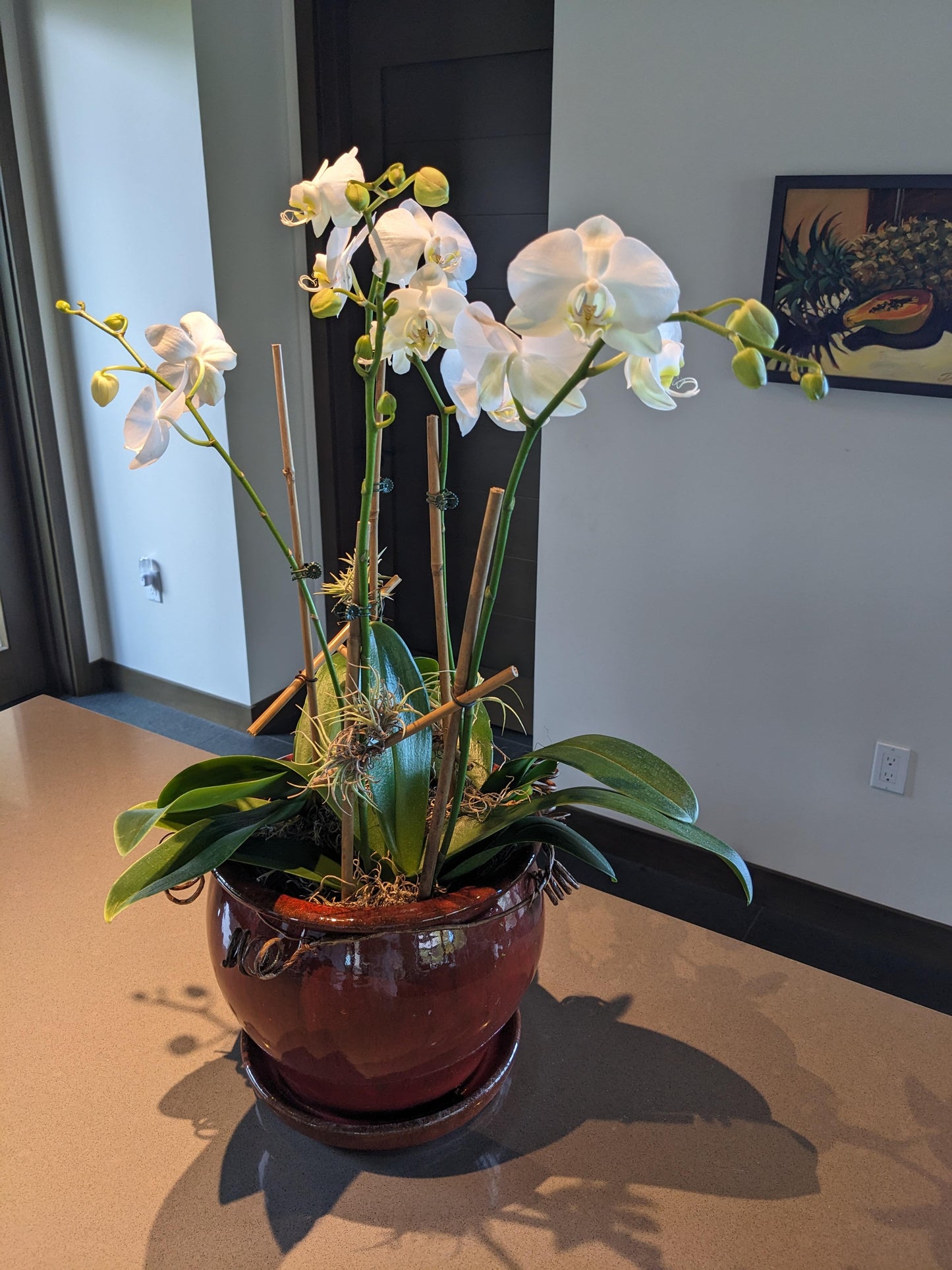 Orchid Plant - Local Delivery Only