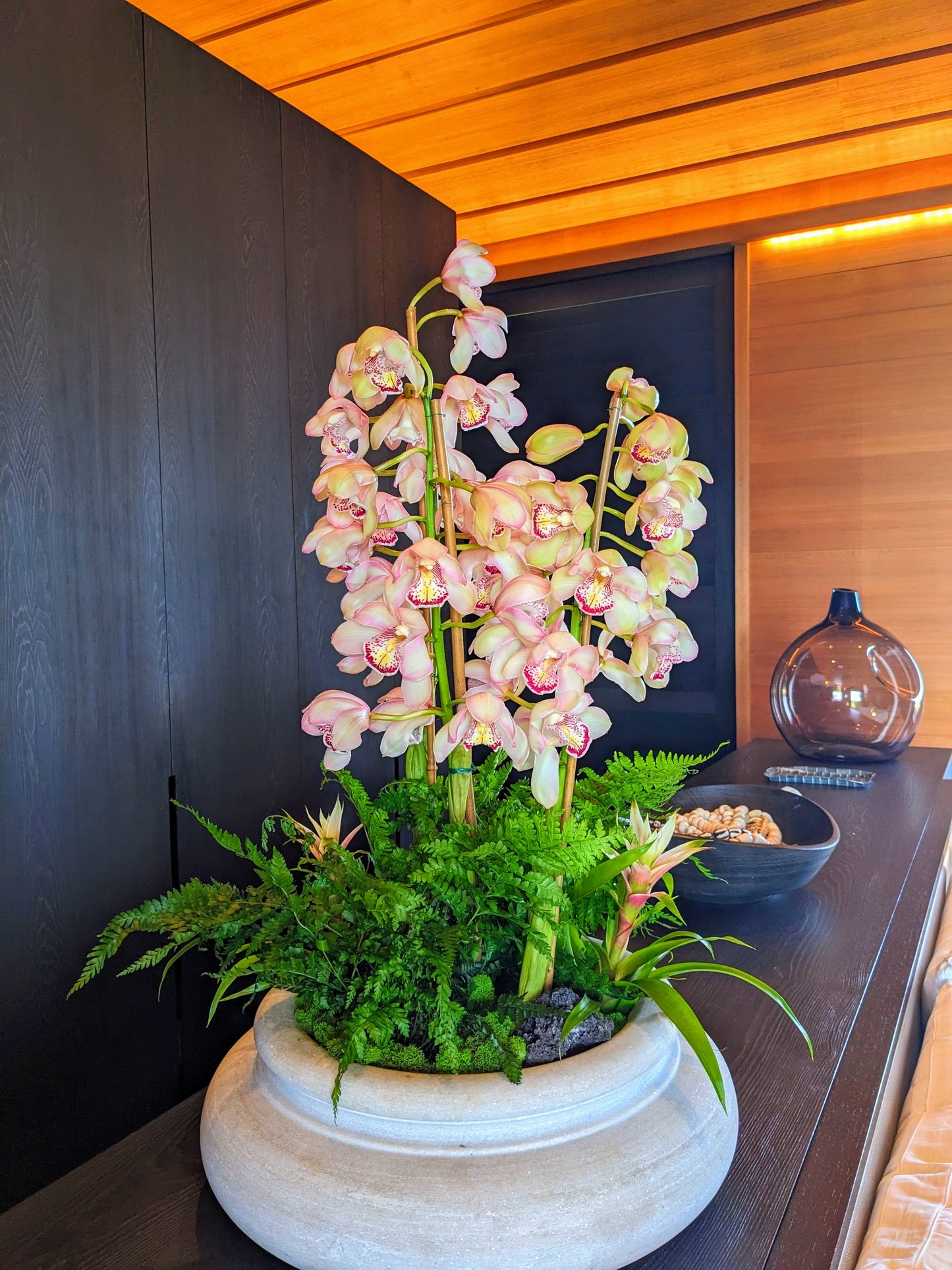 Orchid Plant - Local Delivery Only