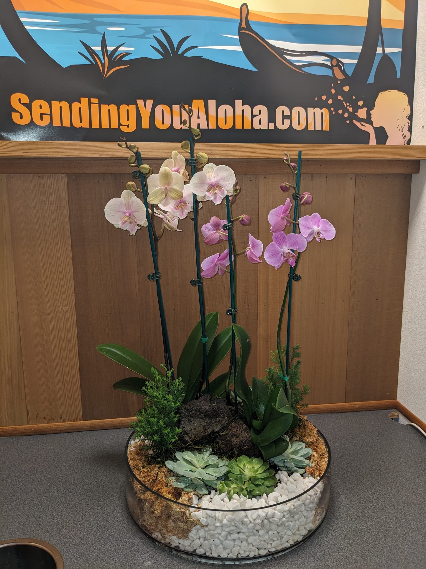 Orchid Plant - Local Delivery Only
