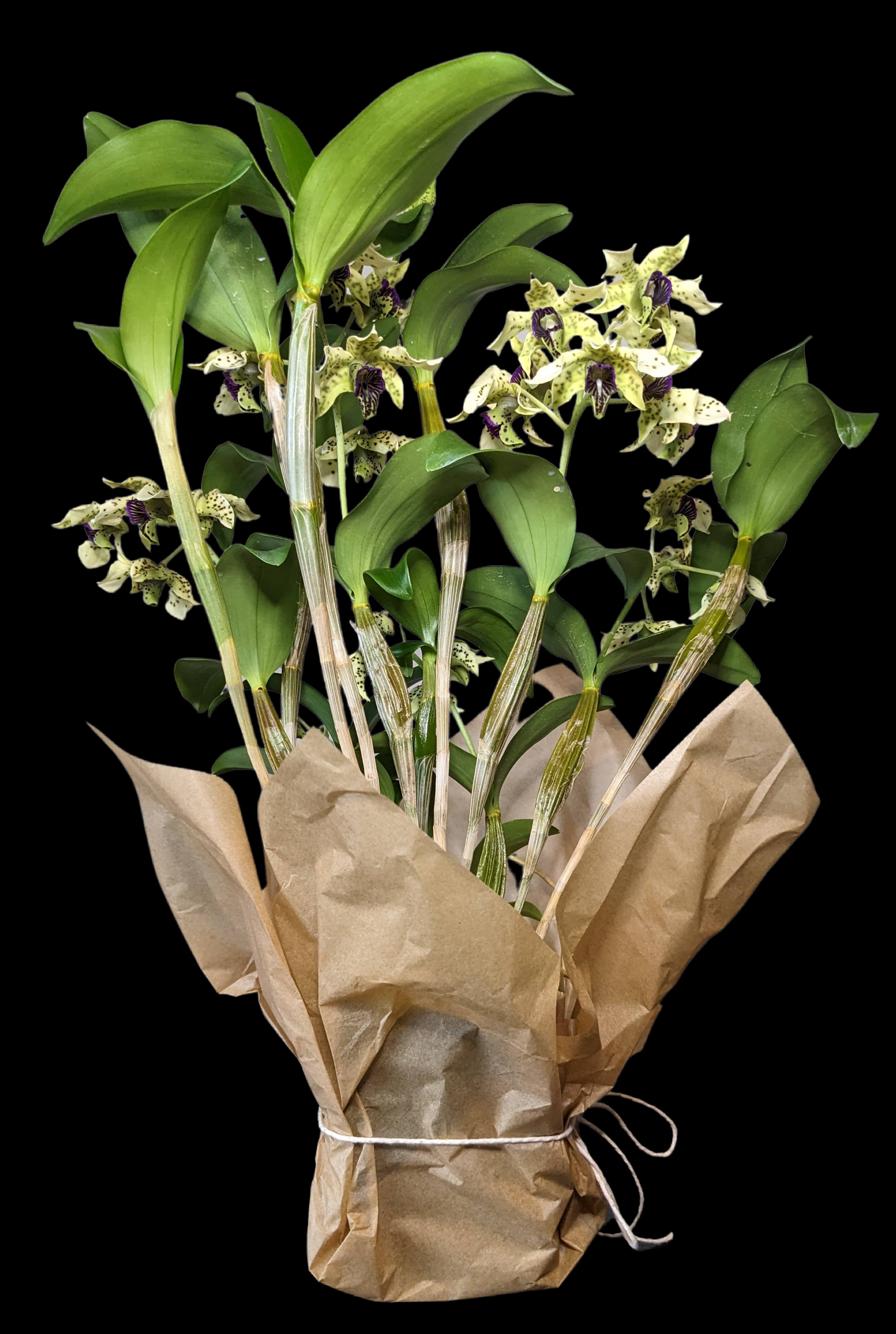 Sending You Aloha plant Orchid Plant