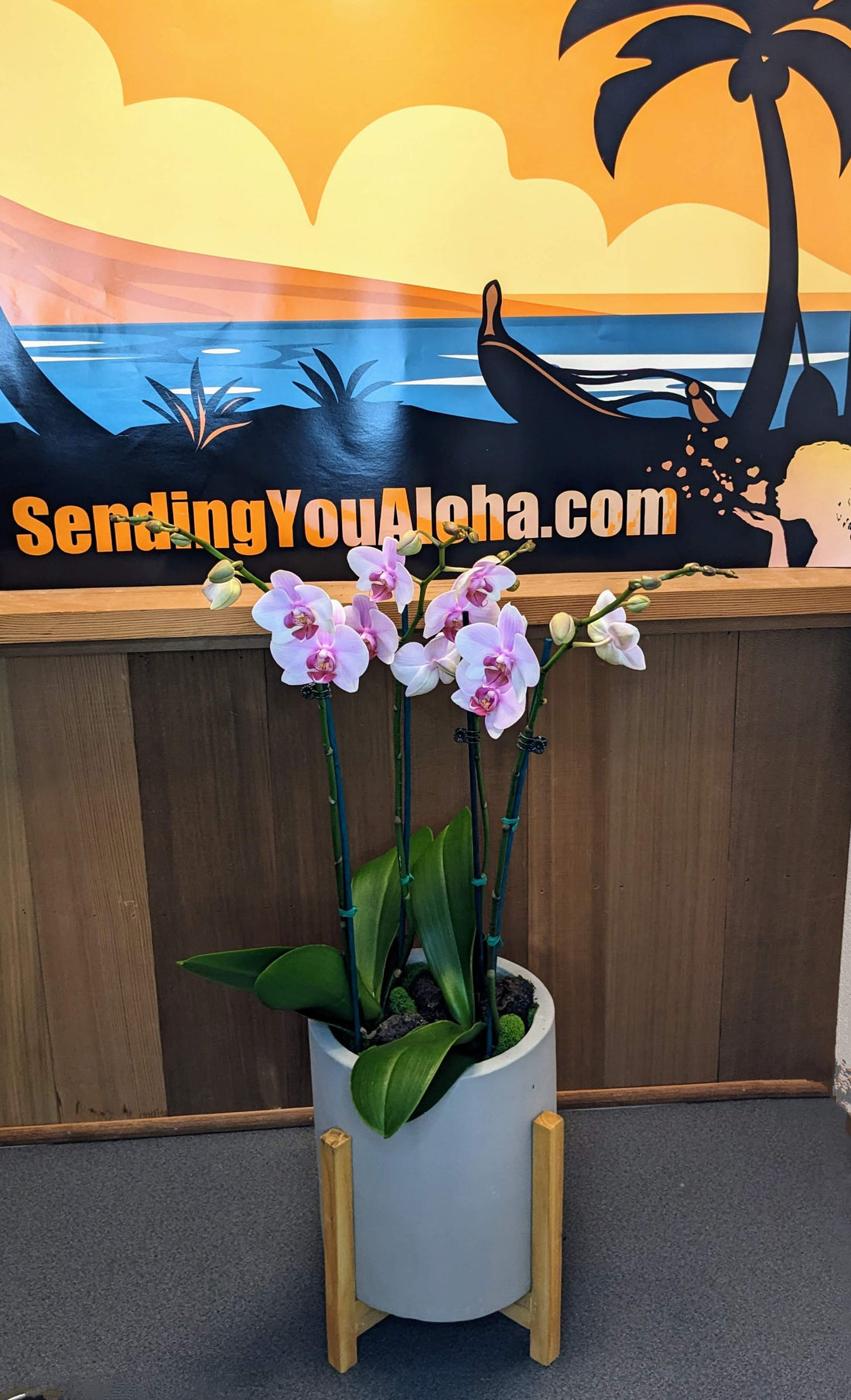 Orchid Plant