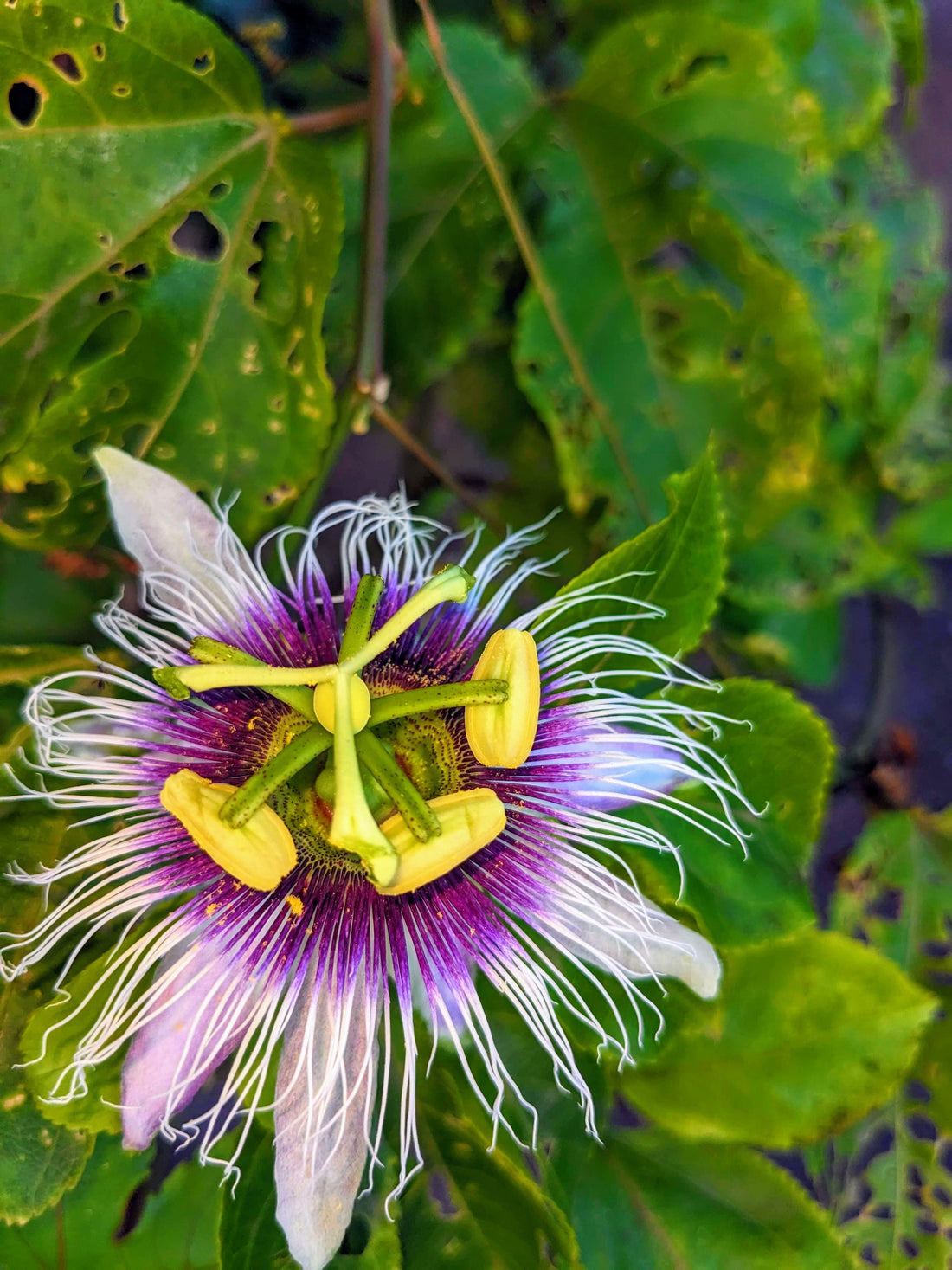 Unlock the Secrets of Tropical Flowers