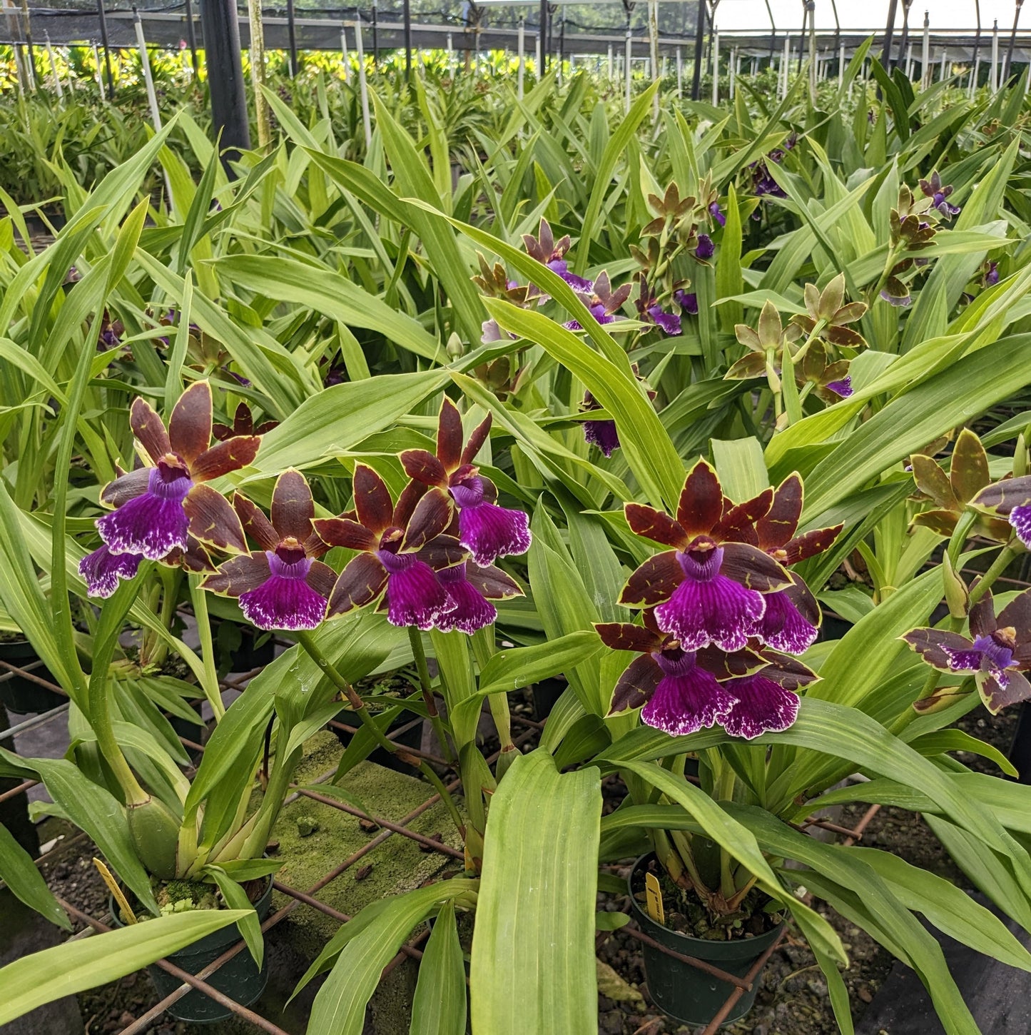 Sending You Aloha Wholesales Orchid Plant Varieties